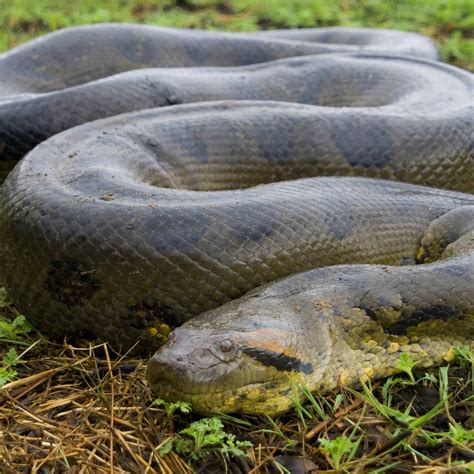 giant green anaconda.